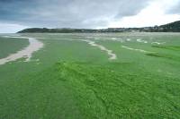 Marée verte en Bretagne